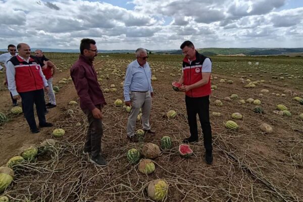 Tekirdağ'da tarım arazilerinde hasar tespit çalışmaları sürüyor